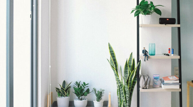 Tex Perkins On How To Get Into Live Music & More (Demo)